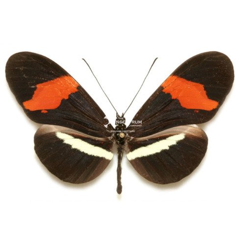 the Red Postman longwing butterfly